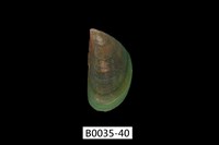 藏品(綠殼菜蛤)的圖片